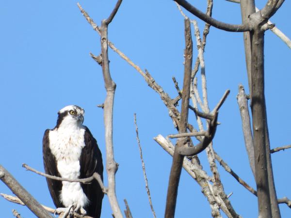 /Images/uploads/Sonoma County Regional Parks Foundation/springlake50/entries/28890thumb.jpg